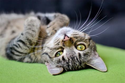 Hip Dysplasia in Cats: A Helpful Guide | Canna-Pet®