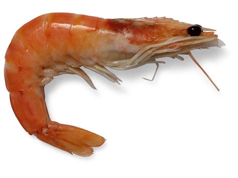 Shrimp Transparent PNG Image - Freepngdesign.com