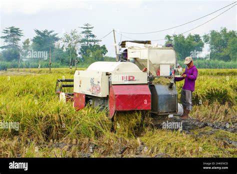 Automatic rice harvester machine is being used to harvest the fields ...