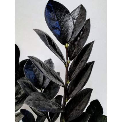 ExoticRarePlants Zamioculcas Zamiifolia Collectors Choice Black Rare ...