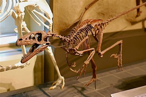 Dromaeosaurus albertensis in 2020 | Fossils, Dinosaur, Fossil