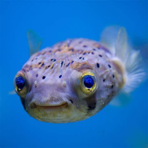 Fish PFP: The Ultimate Guide to Profile Pictures of Fish | anything ...