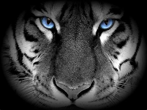 white-tiger-blue-eyes | de_doughboy | Flickr