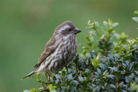 Female Purple Finch - Birds and Blooms