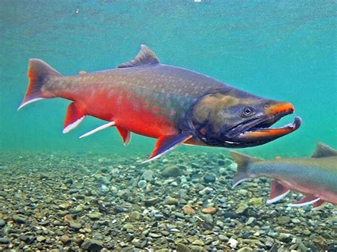 Arctic Char vs Salmon - 5+ Interesting facts you didn't ...