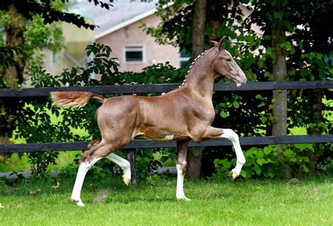 Dutch Harness Horse Breed Information, History, Videos, Pictures