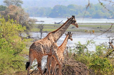 Malawi Gains New Giraffe Population in Majete Wildlife Reserve ...