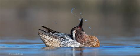 Bird Photographer of the Year - International Wildlife Photography ...