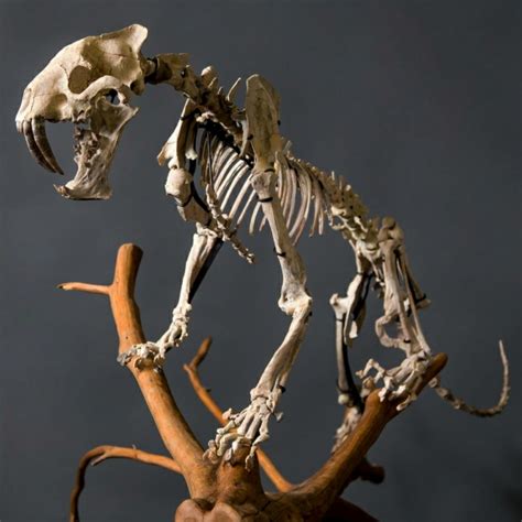 Sabertooth Tiger Fossil Skeleton – SkullStore Inc.