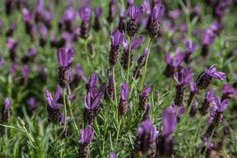 Spanish Lavender: Plant Care Guide | What is It Used For?