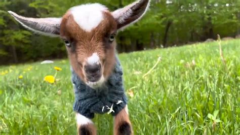 60 joyful baby goats have a pajama party