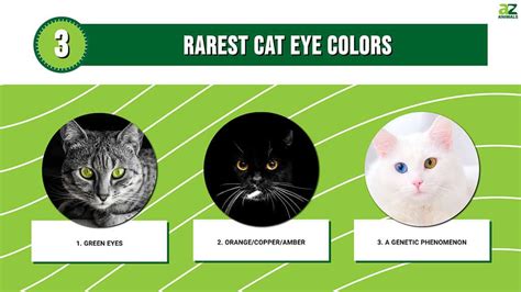 Discover the Three Rarest Cat Eye Colors - A-Z Animals