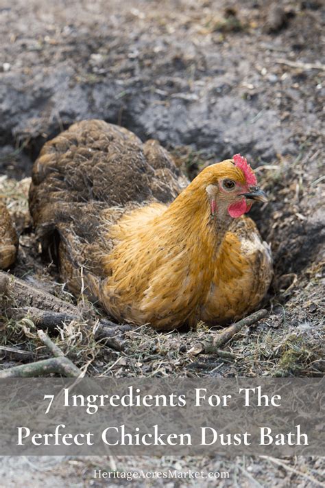 7 Ingredients For The Perfect Chicken Dust Bath - Heritage Acres Market LLC