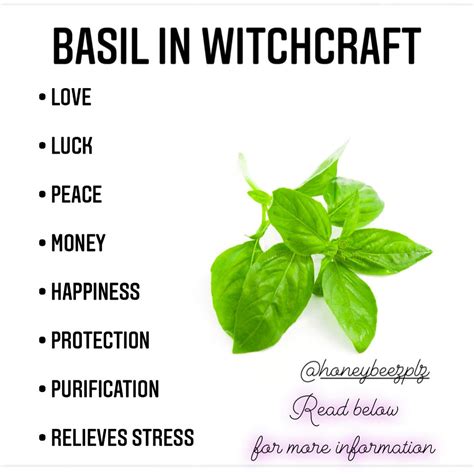 Basil in witchcraft | Magic herbs, Magick, Witch herbs