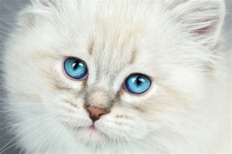 34 HQ Images Mixed Breed Cat With Blue Eyes - 2 beauitfully baige/cream ...