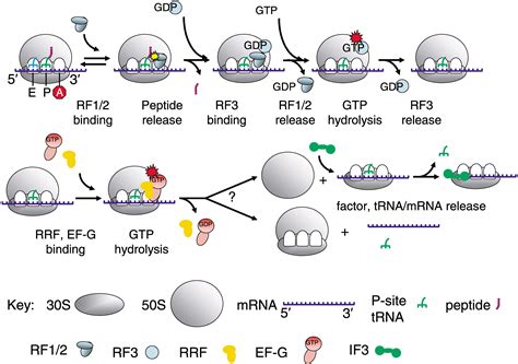 Ribosome Structure and the Mechanism of Translation: Cell