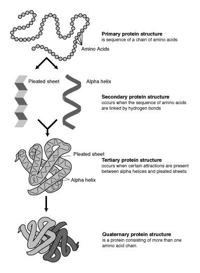 Protein Structure Prediction-Introduction