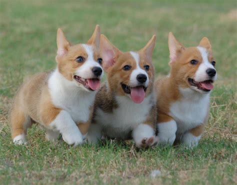 15 Signs You're A Crazy Corgi Person... and Damn Proud To Be!