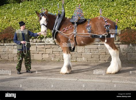 Clydesdale Shire Horse in Harness with Handler, Scotland, UK Stock ...