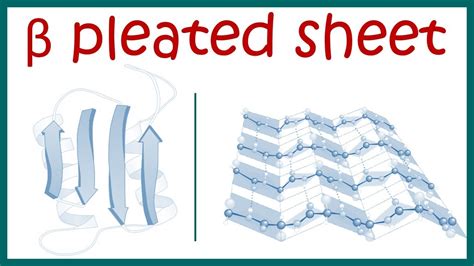 Secondary Protein Structure Beta Pleated Sheet