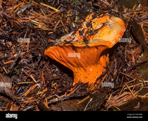 Lobster mushroom (Hypomyces lactifluorum) on the forest floor in Oregon ...