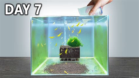 Shrimp Tank Setup in 7 Days! Would it work? - YouTube