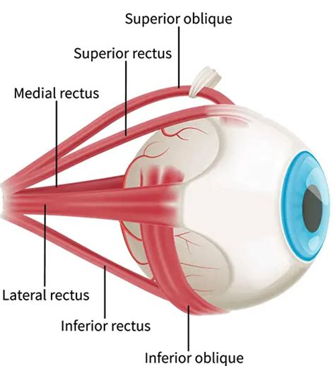 Superior Oblique muscle - Origin, Insertion, Function, Exercise