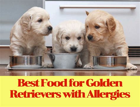 Best Food for Golden Retrievers with Allergies - Tranquera