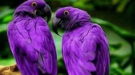 Purple Hyacinth Macaw