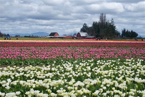 Skagit Valley Day Trip from Seattle - Erika's Travels