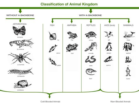 Are humans part of the kingdom of Animalia? | Socratic