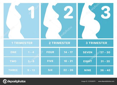 Pregnancy calendar by weeks, months, trimesters. Pregnancy infographics ...