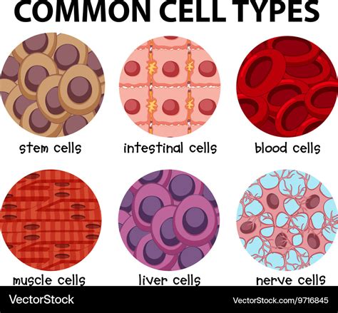 Diagram common cell types Royalty Free Vector Image