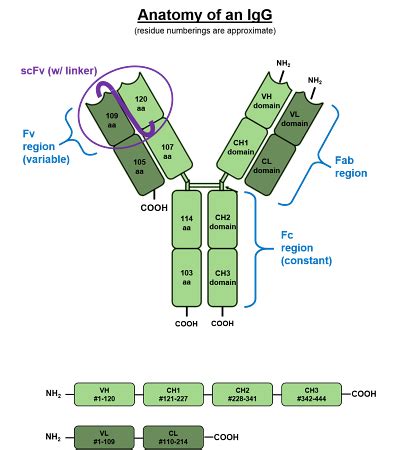 IgG Structure, Functions & Test | Study.com