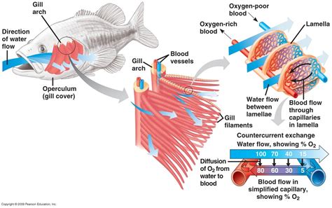 Fish - Gas Exchange