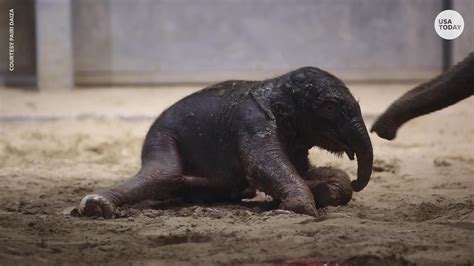 Baby elephant takes her first steps at Belgium zoo