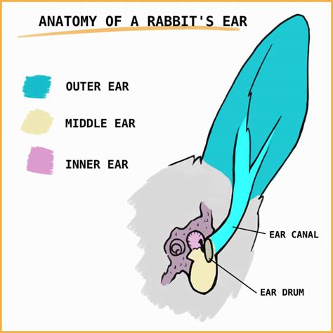 Why Rabbit Ears Are So Long