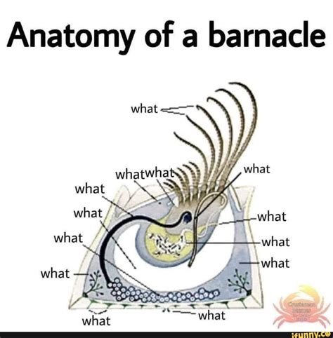 Anatomy of barnacle what what what / \_what what what what + what ...