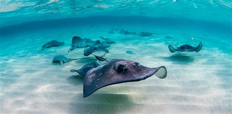 Stingray City - Cayman Islands’ Most Popular Attraction