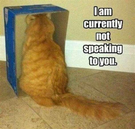 If your cat is not speaking to you, they may be close to leaving ...