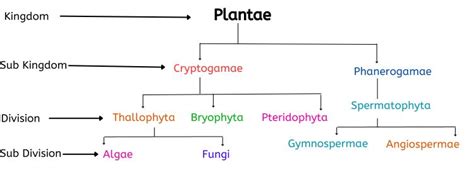 Explained! Classification of Plant, Kingdom Plantae Characteristics ...