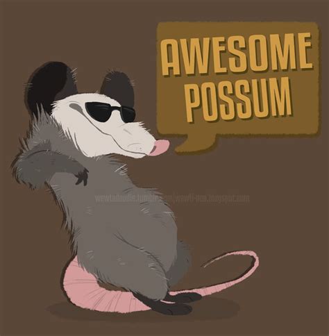 possum images - Google Search | 'Pposum | Possum image, Opossum, Animal ...