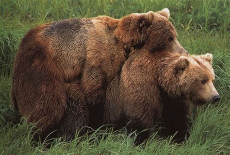 Animals Doing It: Bear Style!