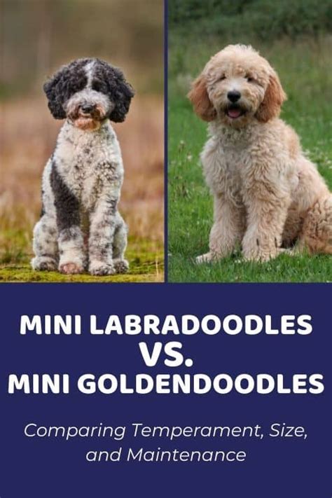 Mini Goldendoodle vs Mini Labradoodle: Comparing Temperament, Size ...