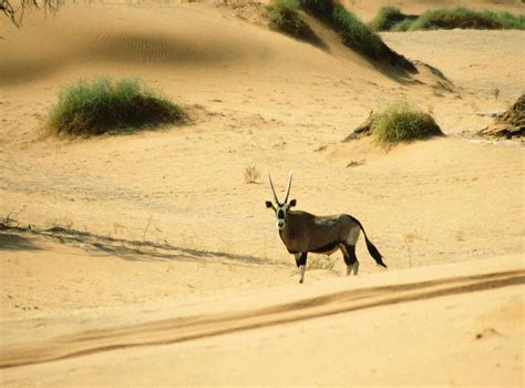 The Namib Desert