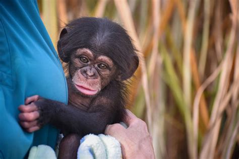 Maryland Zoo Provides New Home for Infant Chimpanzee