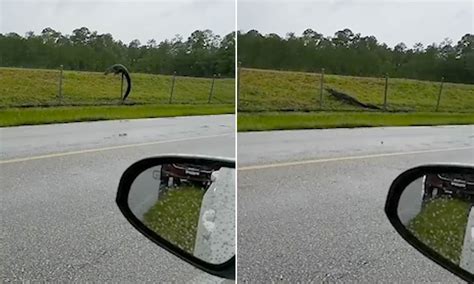 Alligator Is Spotted Climbing Over Florida Fence Into A Navy Air Base