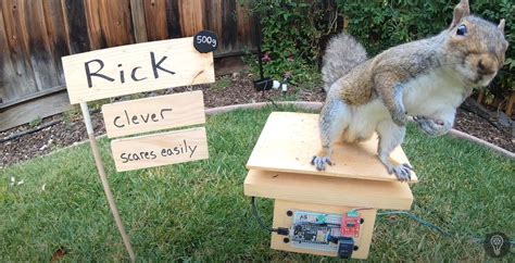 NASA Engineer builds bird feeder obstacle course to stump stealing ...