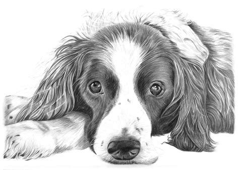 Dog Sketches Pencil