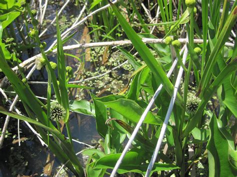 16+ native wetland plants